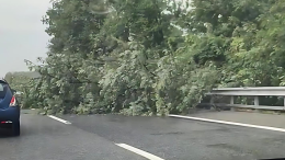 Maltempo sul Piemonte: albero cade sull'autostrada, code di chilometri sulla Torino-Savona