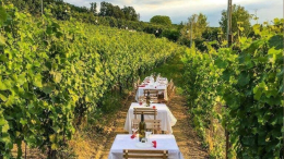 Cena in vigna 2024: un’esperienza enogastronomica tra i vigneti delle Langhe 