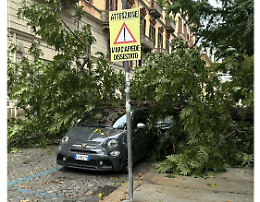 In tre mesi sono caduti 242 alberi: «In 4 anni crolli aumentati del 600%»