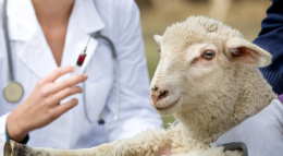 Ora l'epidemia di “lingua blu” fa davvero paura. Caccia ai vaccini per 150mila pecore