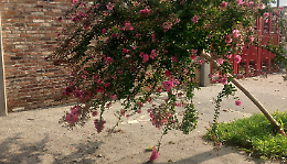 Allarme alberi pericolanti in Borgo Filadelfia: richiesto l'intervento del Comune