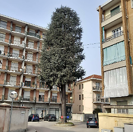 Villastellone dice addio al grande cedro: ordinanza per l'abbattimento immediato
