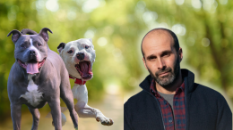 Azzannato da due pitbull: il sindaco di Ivrea attaccato durante una corsa 