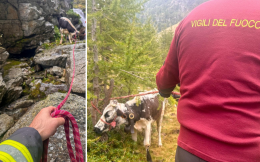 Mucca e vitellino restano bloccati in alpeggio: i vigili del fuoco arrivano a salvarli