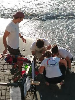 Alassio, è accaduto il peggio: due tartarughine uccise dalla mareggiata