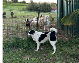 Tettoie per gli animali abusive? E il Tar salva (per ora) il rifugio