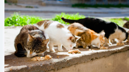 La Regione Piemonte finanzia progetti di tutela e gestione della popolazione felina