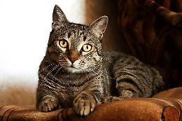 I cacciatori sparano vicino alle case e uccidono un gatto