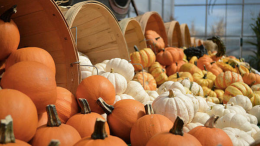 Sagra della Zucca di Sciolze 2024: un tuffo nei sapori e nelle tradizioni locali