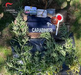 Torino, coltivazione di marijuana scoperta per caso