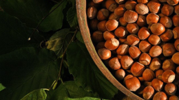Cortemilia celebra la nocciola tonda gentile: al via la Fiera Nazionale 2025