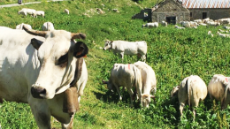 Tutto pronto per la 10ª edizione della Festa della Transumanza e degli Orti di Montagna di Usseglio