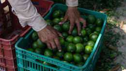 La "truffa della frutta" allarma Nichelino. Ecco di cosa si tratta