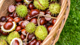A Falchera, questo weekend, si celebra la festa della castagna e si raccolgono fondi. Ecco perché
