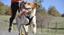 Ciriè: nuove regole per i proprietari di cani, multe per chi non pulisce la pipì 