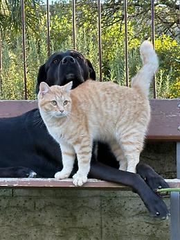 Collegno, scomparso Oreste il beniamino della colonia felina locale