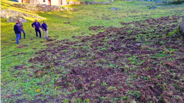 I cinghiali devastano gli alpeggi: «Ora basta, devono essere abbattuti»