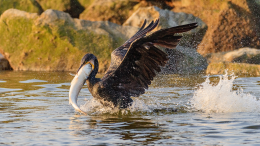 La Regione Piemonte vuole salvare i pesci, gli animalisti gli uccelli. E voi da che parte state?