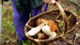 Cercatore di funghi salvato nei boschi di Castellamonte