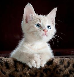 Diploma di Lingua Felina: un corso per comprendere il tuo gatto 