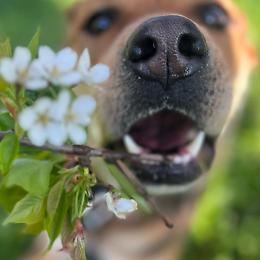  Parla piano e il cane ti capisce meglio