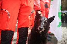 Nerina, la mascotte dal cuore d'oro: la meticcia che salva vite con la Croce Verde