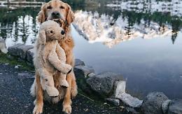 Perché i cani amano tanto i peluche?