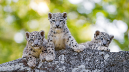 Giornata Mondiale del leopardo delle nevi: un appello per salvare una specie a rischio di estinzione