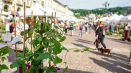 AgriFlor: il mercatino autunnale che celebra sapori, profumi e colori in piazza Vittorio Veneto