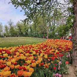 Il bello dell'autunno? Sono i 130mila tulipani di Pralormo