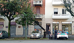 L'albero piegato in due che rischia di crollare sopra le auto in sosta