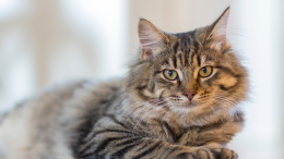 Chieri: litigano, e gli uccide il gatto con una carabina
