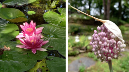 Serre, caldaie e pannelli: arrivano 1,8 milioni di euro per i fiori del giardino botanico Rea