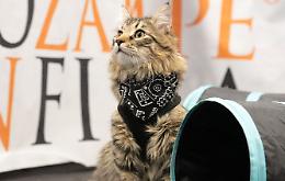 QuattroZampeInFiera: Torino si trasforma nel paradiso natalizio per animali con l’innovativo Cat Agility
