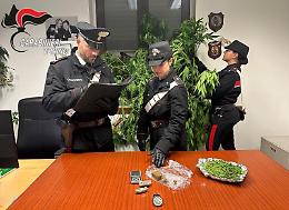 Piante di marijuana alte due metri in giardino: nei guai il pusher dal pollice (troppo) verde