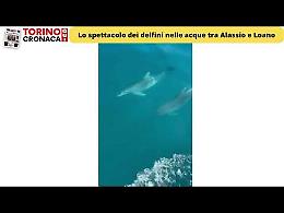 Alassio "invasa" dai delfini: ecco lo spettacolo a pochi metri dalla spiaggia