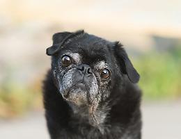Soffio al cuore nei cani? Ora l’IA si mette a fare il cardiologo