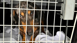 114 cani maltrattati nelle gabbie di un allevamento abusivo, arrestati mamma e due figli 