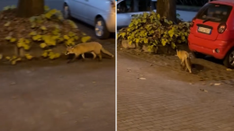 Una volpe solitaria tra le strade di Torino: il video che migliorerà la tua giornata