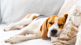 In Svezia la solitudine è maltrattamento: nuove leggi per proteggere gli animali
