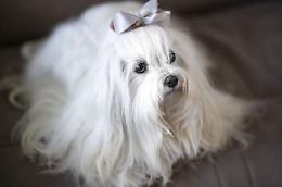 Da Instagram al business: Eva, il cane influencer che ha ispirato un'Impresa di bellezza canina