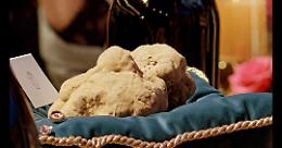 Nuovo record per "l'oro bianco": venduto un tartufo d'Alba da quasi un chilo per 140mila euro