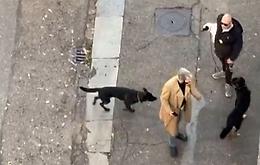 Aggressione in pieno pomeriggio a Torino: "Non sai chi sono io"