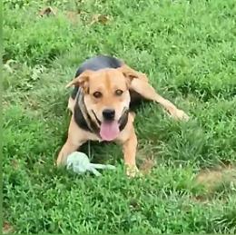 Una casa per Fiamma: la storia della giovane cagnolina in cerca di amore
