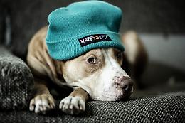 Dieci false leggende sui cani
