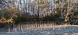 Nel Bosco del Gerbasso arrivano più di 2.600 nuove piante
