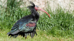 Un ibis eremita ferito a San Mauro, mobilitazione per salvare l'animale in via di estinzione 