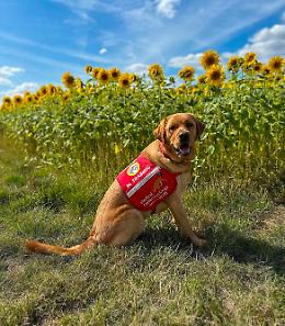 Quando i cani fiutano il cancro: una rivoluzione 