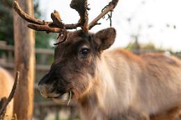 Ma che ci fa la renna di Babbo Natale a Torino?