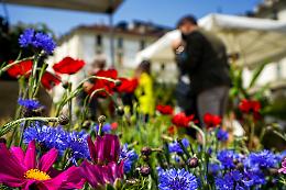 Agriflor: un'edizione natalizia di profumi e sapori in piazza Vittorio Veneto